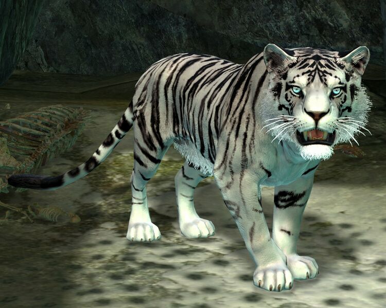 File:White Tiger.jpg