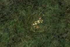 Animal Trap Location.jpg