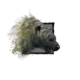 Juvenile Polar Bear.png