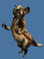 Mini Prairie Dog.jpg