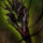 Zhaitan's Scale.png