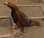 Juvenile Eagle.jpg