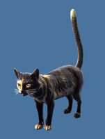 Mini Tortoiseshell Cat.jpg