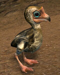 Moa Chick.jpg