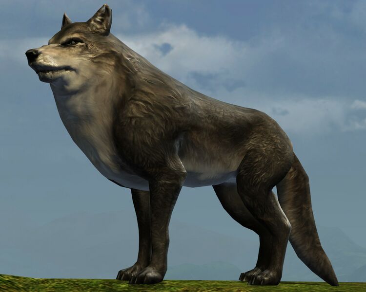 File:Wolf.jpg