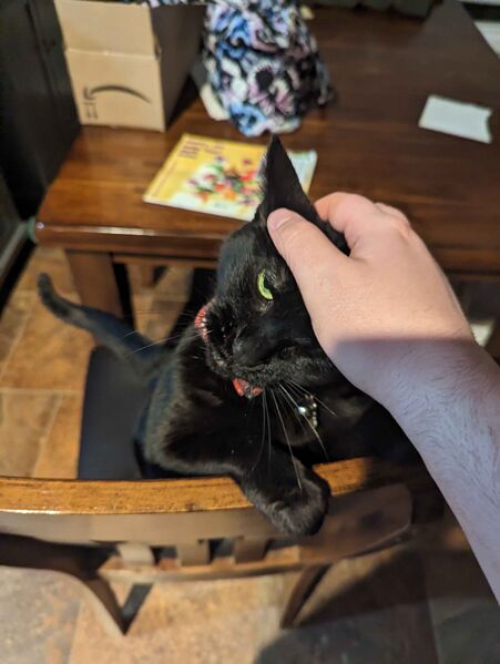 File:Darla-Cat.jpg