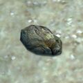 Thumbnail for version as of 03:30, 31 January 2026