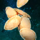 Pumpkin Seeds.png