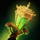 Flame Serpent Torch.png