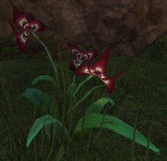 Flower (For a Rainy Day).jpg