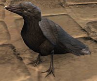 Raven.jpg