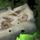 Scarlet Briar's Journal, Fragment.png