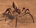 Canyon Spider.jpg