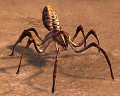 Canyon Spider.jpg