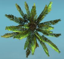 Island Fern (Large) top.jpg