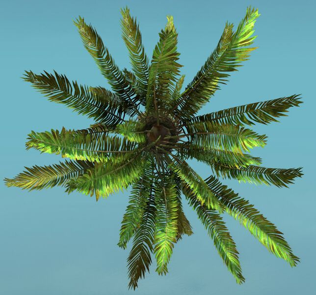 File:Island Fern (Large) top.jpg