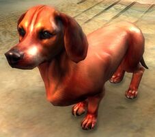 Dachshund.jpg