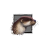 Juvenile River Otter.png