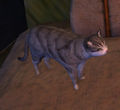 Spirit Vale Cat.jpg