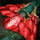 White Mantle Glider.png