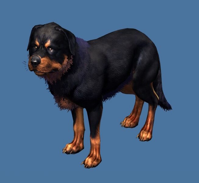 File:Mini Rottweiler.jpg