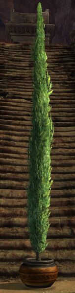 File:Potted Tall Cypress.jpg