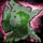 Skyscale Lost—Loyalist Warren.png