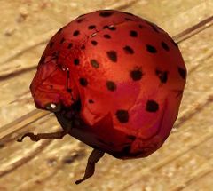 Toy Roller Beetle.jpg