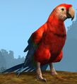 Castoran macaw.