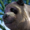 Mini Panda.png