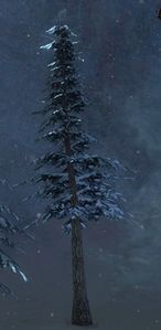 Sturdy Tree.jpg