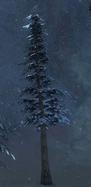 File:Sturdy Tree.jpg