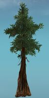 Thick Drizzlewood Coast Tree.jpg
