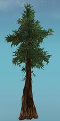 Thick Drizzlewood Coast Tree.jpg