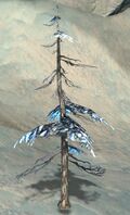 Fir Sapling.jpg