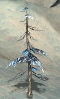 Fir Sapling.jpg