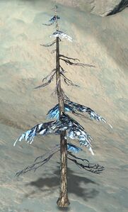 Fir Sapling.jpg