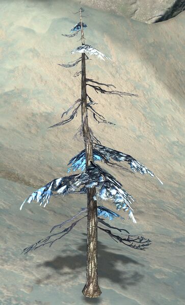File:Fir Sapling.jpg