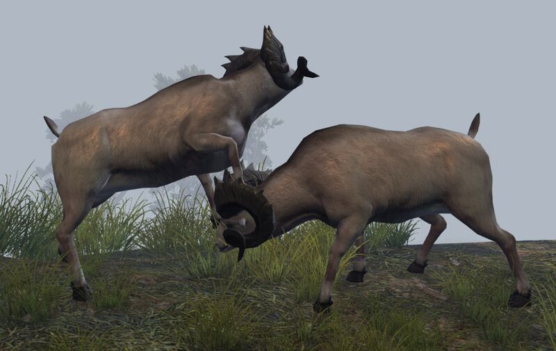 File:Ram (fighting).jpg