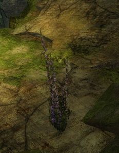 Foxglove (object).jpg