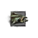 Juvenile Armor Fish.png