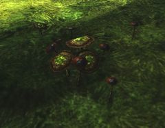 Mysterious Mushroom.jpg