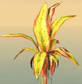 Potted Reaching Gold Fern close-up.jpg