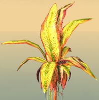 Potted Reaching Gold Fern close-up.jpg