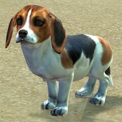 Puppy.jpg