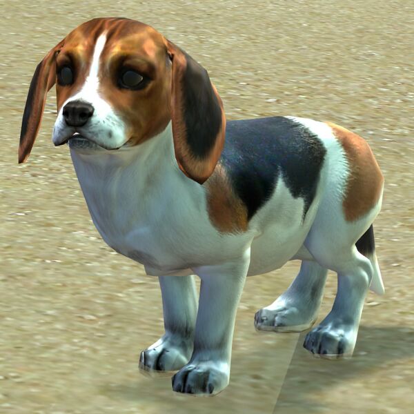 File:Puppy.jpg