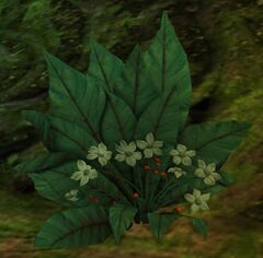 Itlaocol's Flower (object).jpg