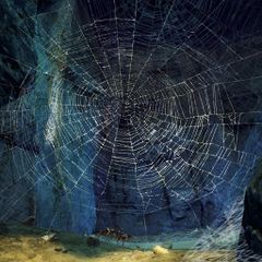 Spiderweb.jpg