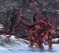 Fallen Pineshade.jpg