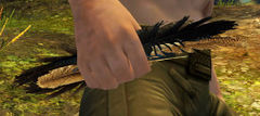 Feathers.jpg